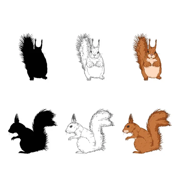 Vektor Set Von Eichhörnchen Illustrationen Postraits Mit Front Und Seitenansicht — Stockvektor