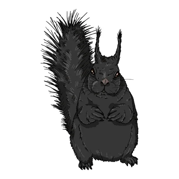 Vector Cartoon Black Squirrel Isolated Illustration Front View — Stock Vector