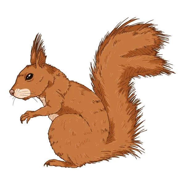 Vector Cartoon Squirrel Isolated Illustration Seitenansicht — Stockvektor