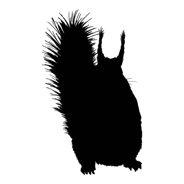 Vector Black Silhouette Von Eichhörnchen Frontansicht — Stockvektor