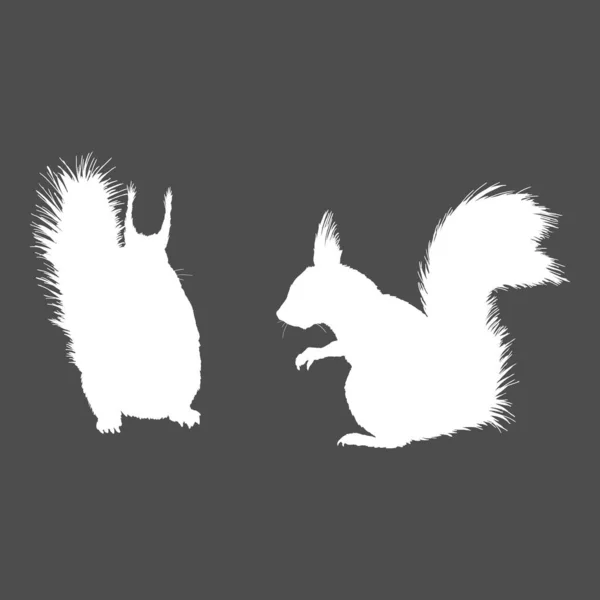 Vector White Squirrel Silhouetten Auf Dunklem Hintergrund — Stockvektor