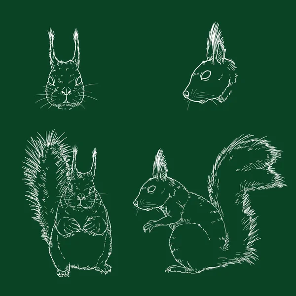 Vector Chalk Sketches Squirrels Vista Lateral Frontal — Archivo Imágenes Vectoriales