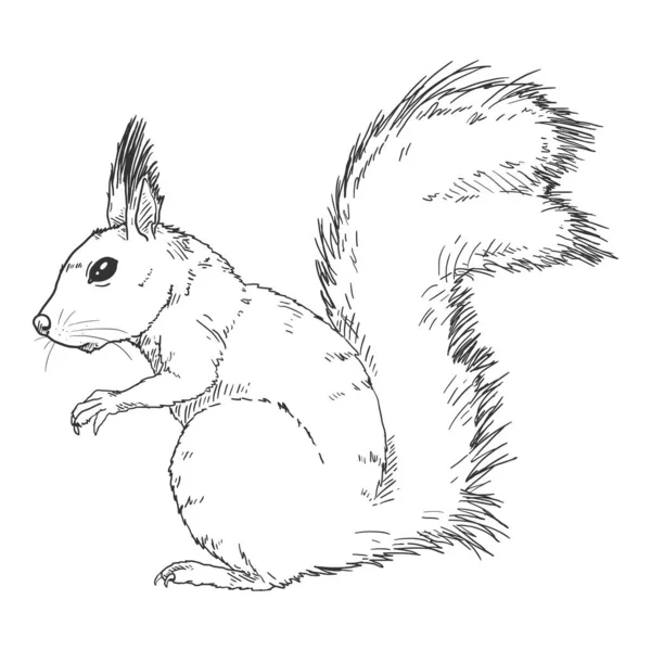 Sketch Squirrel Vista Lateral Ilustración Vectorial Sobre Fondo Blanco — Archivo Imágenes Vectoriales