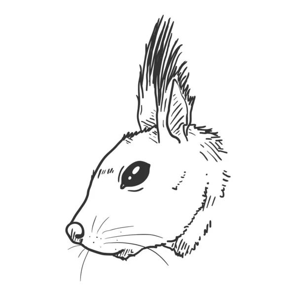 Sketch Eichhörnchen Kopf Vektor Illustration Auf Weißem Hintergrund — Stockvektor