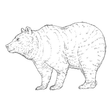 Vektör Çizim Ayısı. Yan Görünüm El Çizimi Çizimi