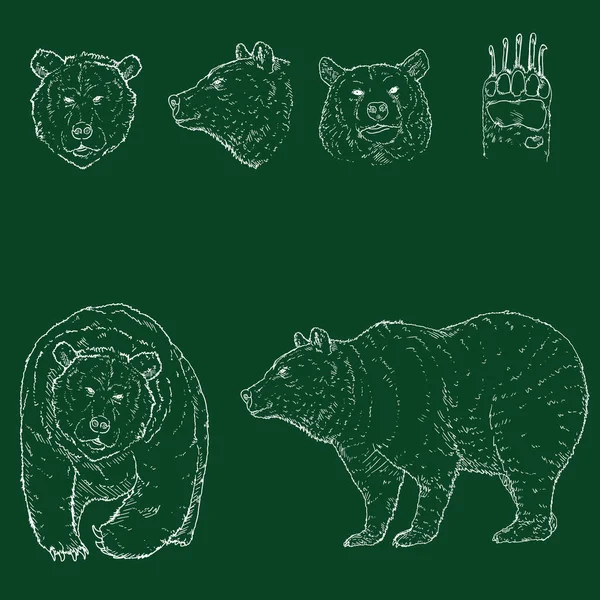 Vector Chalk Sketch Bear Illustrazioni Set — Vettoriale Stock