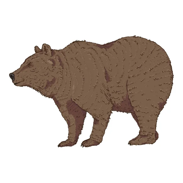 Vector Cartoon Brown Bear Zijaanzicht Illustratie Witte Achtergrond — Stockvector