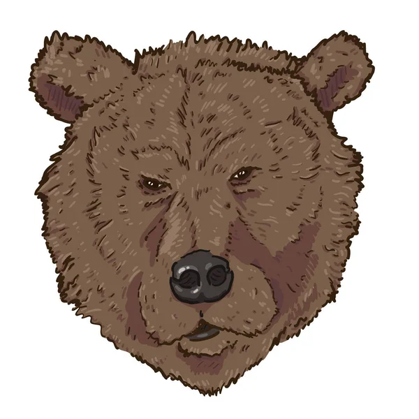 Vector Cartoon Brown Bears Hoofd Illustratie Vooraanzicht — Stockvector