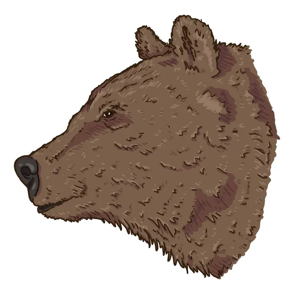 Vector Cartoon Bears Head Illustration 약자이다 — 스톡 벡터