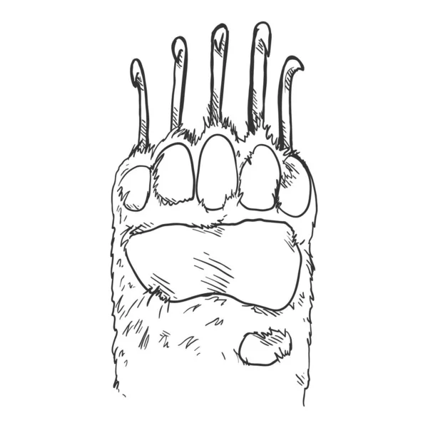 Vector Bear Paw Sketch Ilustración Aislada — Vector de stock