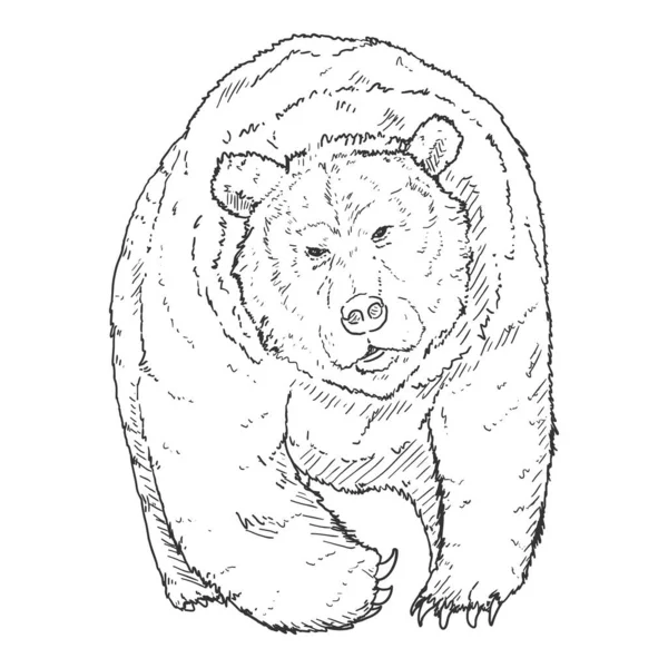 Vector Sketch Grizzly Bear Vista Frontal Ilustração Desenhada Mão — Vetor de Stock