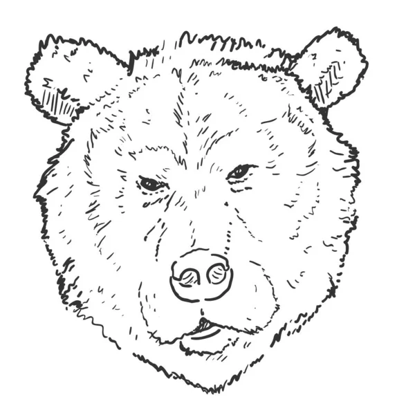 Vector Sketch Bears Cabeça Mão Desenhada Ilustração — Vetor de Stock