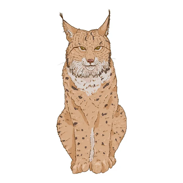 Desenhos Animados Vetoriais Lynx Ilustração Vista Frontal Sobre Fundo Branco —  Vetores de Stock