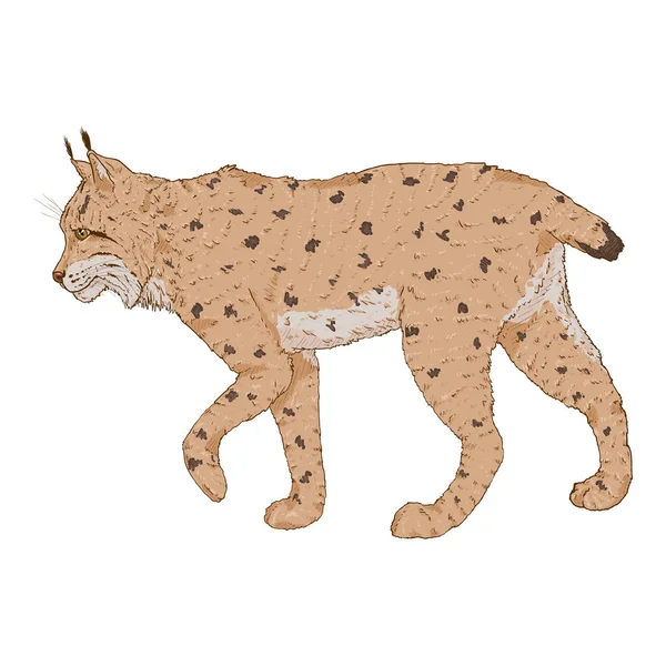 Illustration Vue Côté Lynx Bande Dessinée Vectorielle Sur Fond Blanc — Image vectorielle