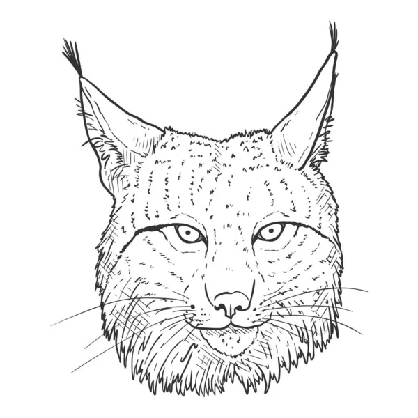 Vector Sketch Lynx Baş Görüntü Beyaz Arkaplan Görünümü — Stok Vektör