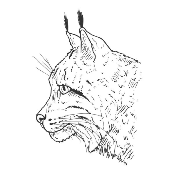 Szkic Wektorowy Lynx Head Side View Ilustracja Białym Tle — Wektor stockowy