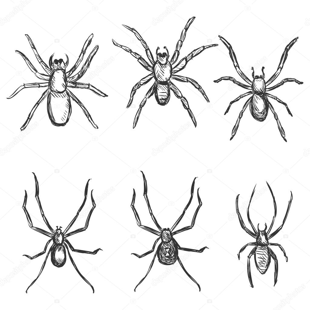 Sketch Spiders