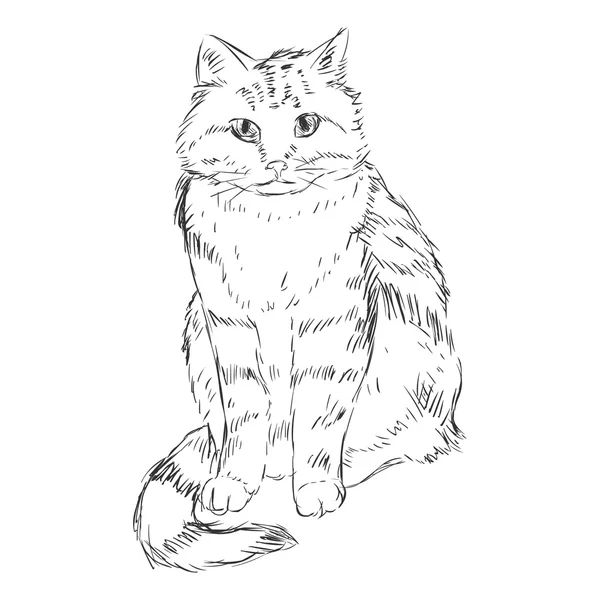 Vector Sketch Cat — Stock Vector