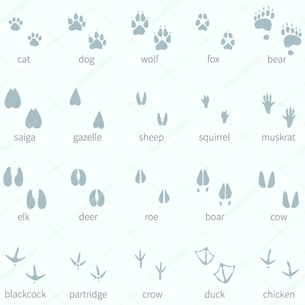 Animals Footprint