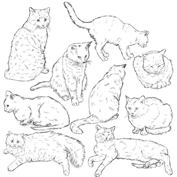 Sketch Cats — Stock Vector