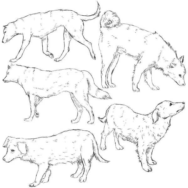 Sketch Dogs — Stock Vector