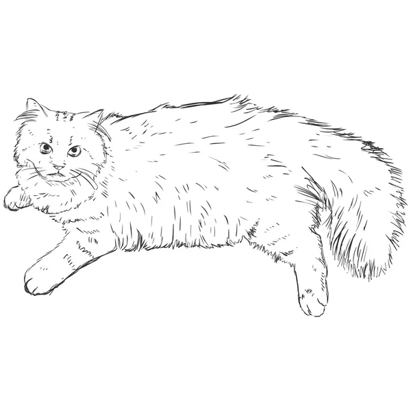 Croquis chat — Image vectorielle