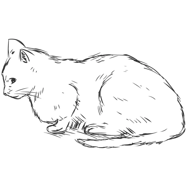 Croquis chat — Image vectorielle