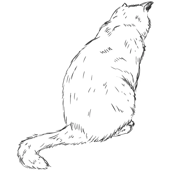 Skiss katt — Stock vektor