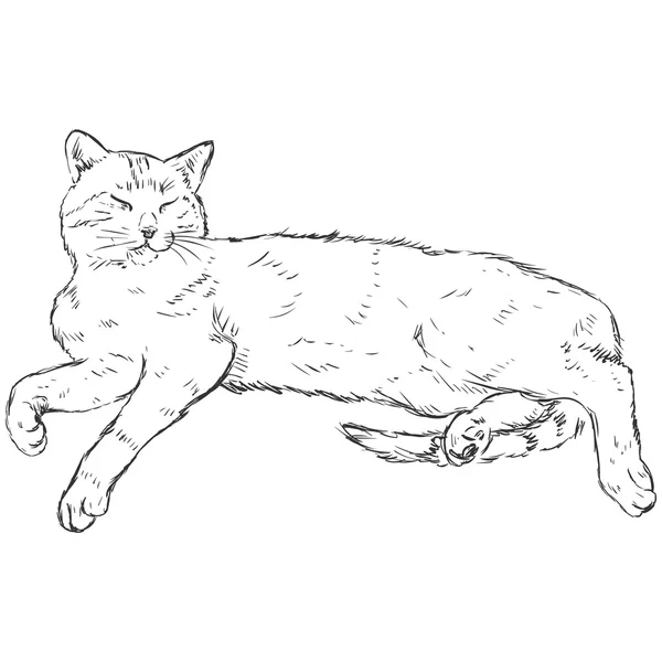 Sketch Lying Cat — Stock Vector