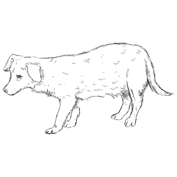 Boceto perro — Vector de stock