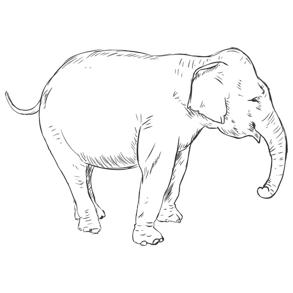 코끼리를 스케치 — 스톡 벡터