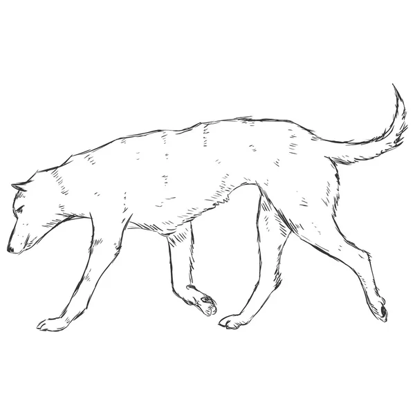 Skiss hund — Stock vektor