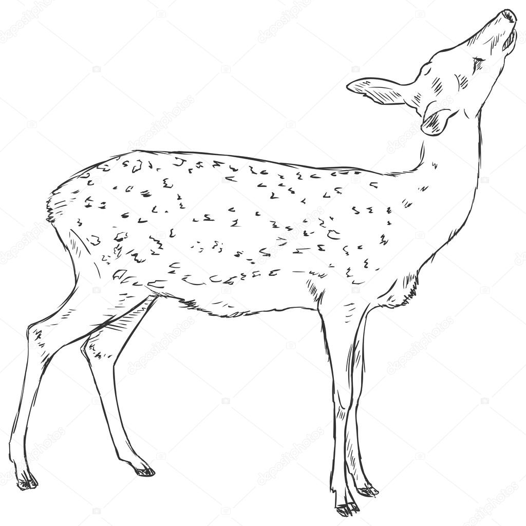 Sketch Dappled Deer