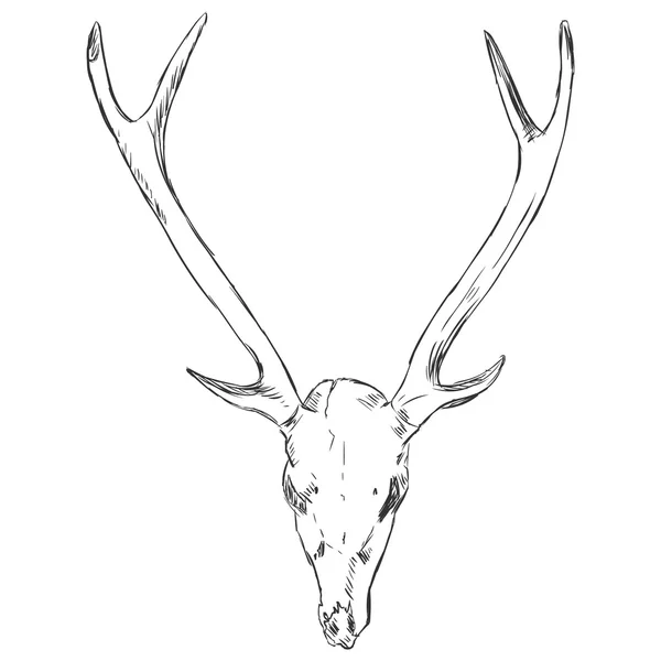 Deer Skull — Stock Vector