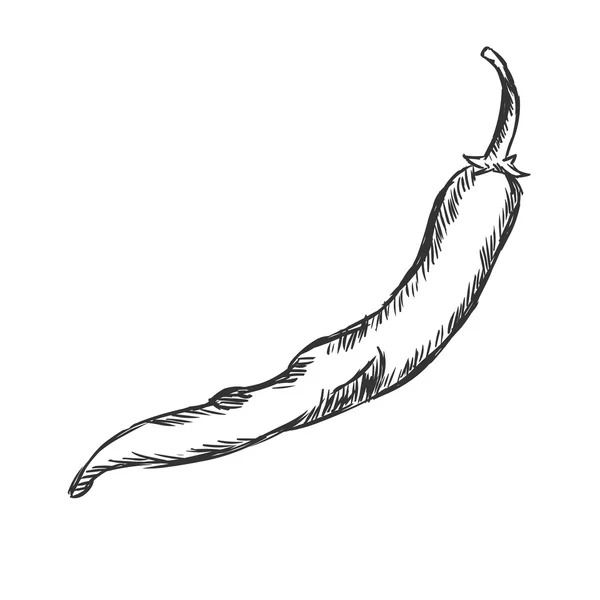Single Sketch Chili Pepper — Stock Vector © nikiteev 63401849