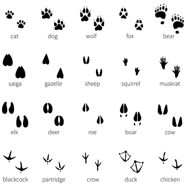 Set di 20 impronte animali icona — Vettoriale Stock