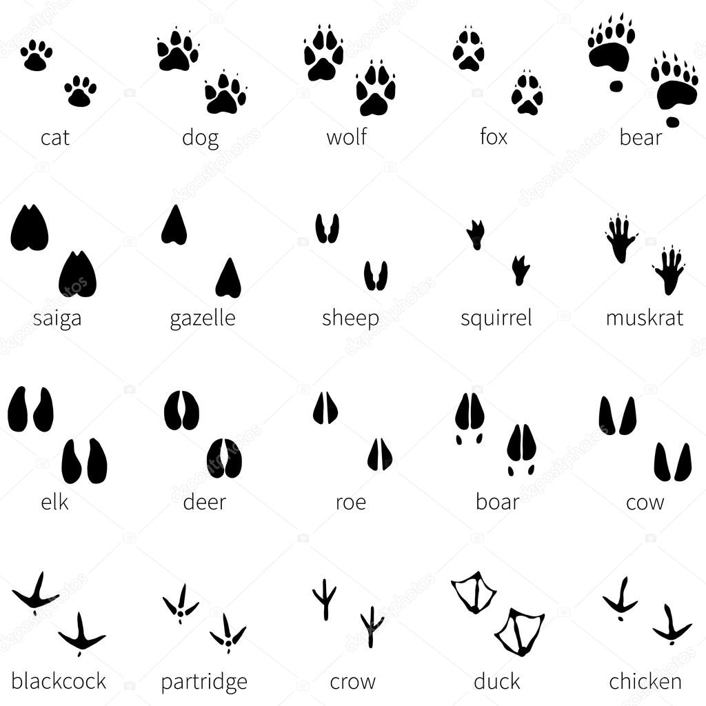 Set of 20 animal footprints icon