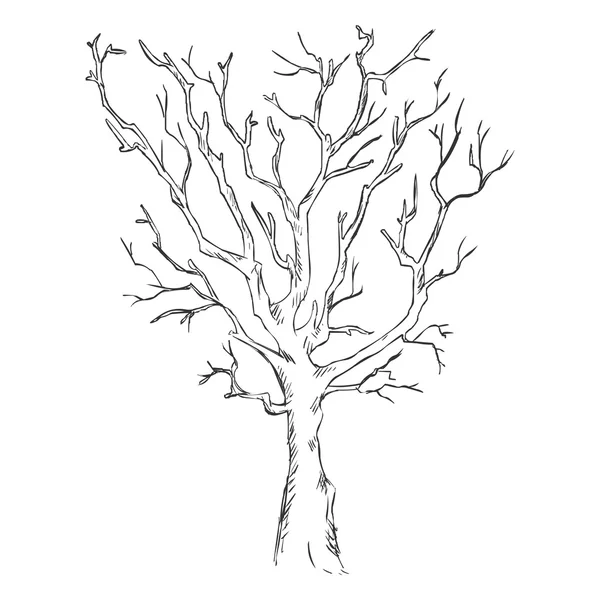素描光秃秃的树上 — 图库矢量图片