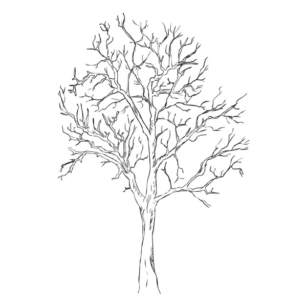 Bosquejo Árbol desnudo — Vector de stock