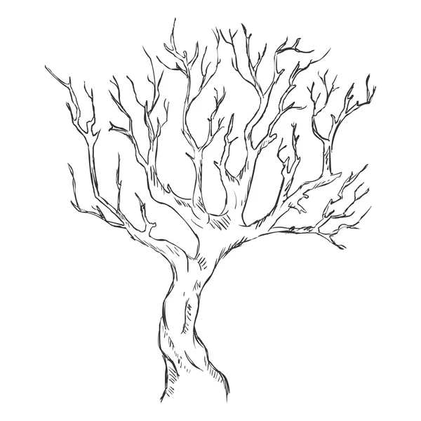 Bosquejo único Árbol desnudo — Vector de stock