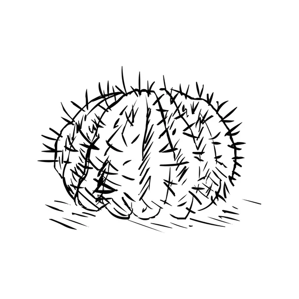 Boceto único Cacti — Vector de stock