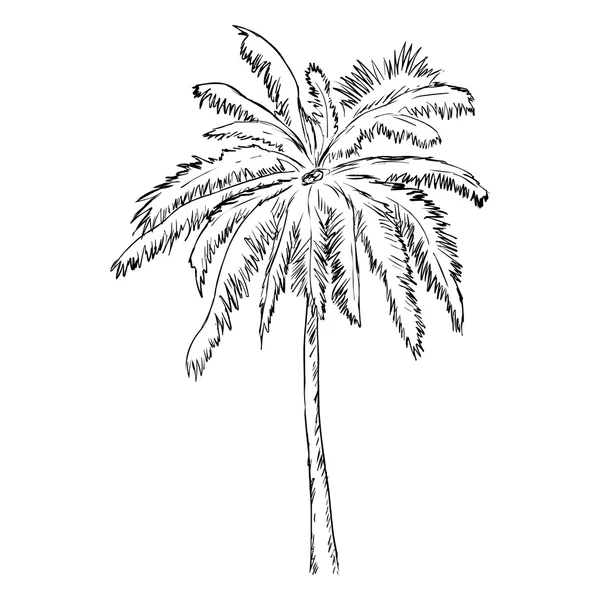 Single Sketch Palm Tree — Stock Vector