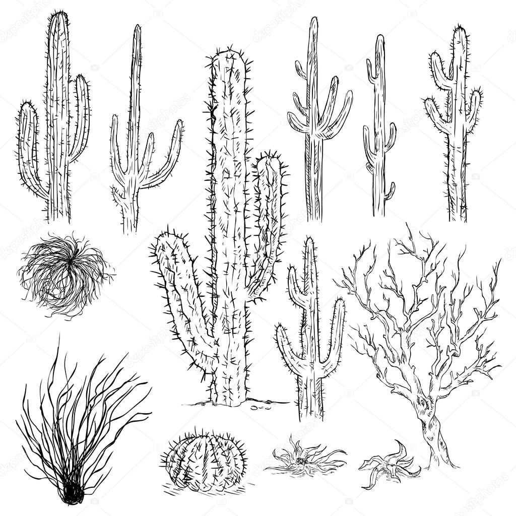 Sketch Cactuses and Desert Plants