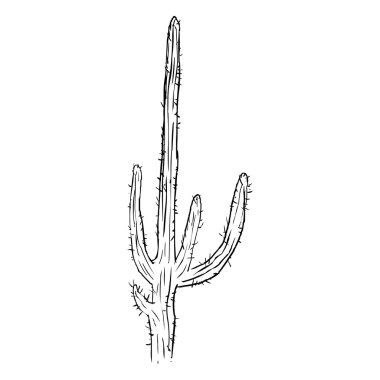 Tek kroki kaktüsler