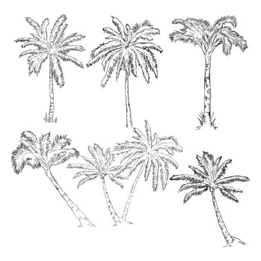 Set of Sketch Palm Trees clipart