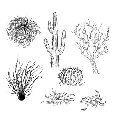 Set of Sketch Cactuses and Desert Plants clipart