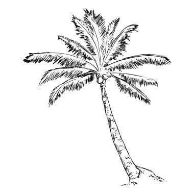Sketch Palm Tree clipart