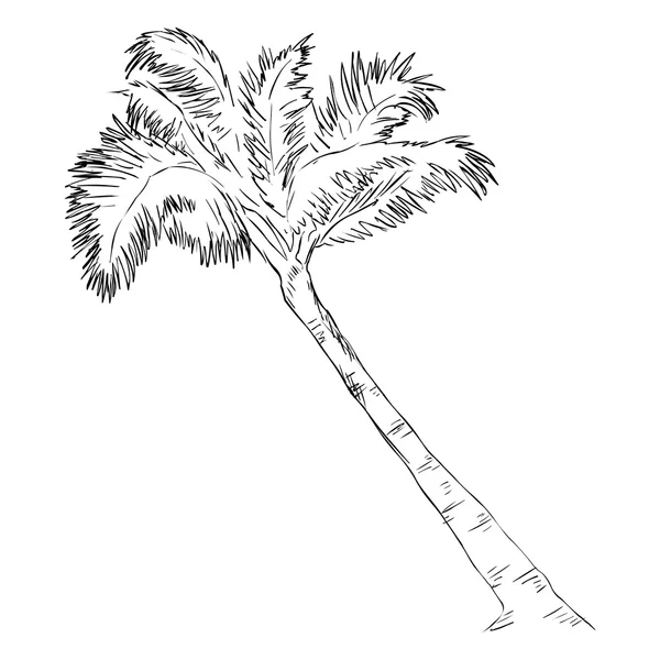 Sketch Palm Tree — Stock Vector