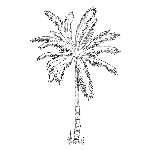 Kroki palmiye ağacı — Stok Vektör