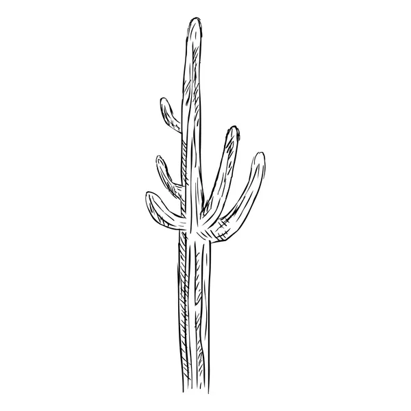 Single Sketch Cacti — Stock Vector